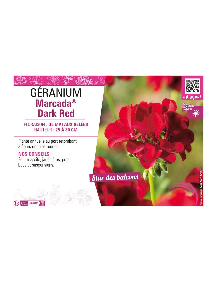 GÉRANIUM (LIERRE) MARCADA® DARK RED
