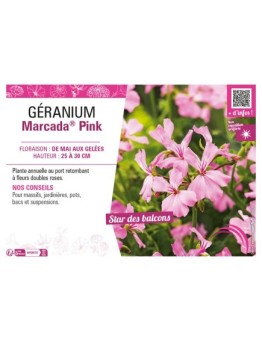 GÉRANIUM (LIERRE) MARCADA® PINK