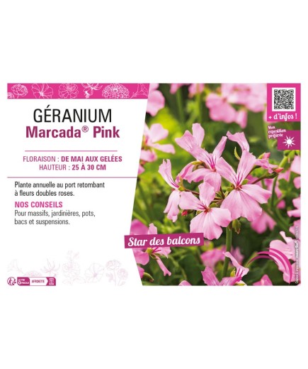 GÉRANIUM (LIERRE) MARCADA® PINK