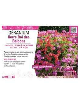 GÉRANIUM LIERRE ROI DES BALCONS