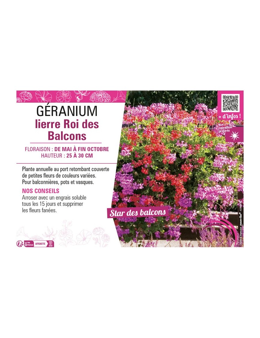 GÉRANIUM LIERRE ROI DES BALCONS