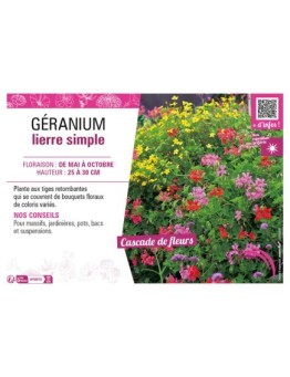 GÉRANIUM LIERRE SIMPLE