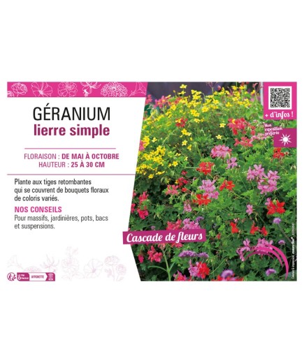GÉRANIUM LIERRE SIMPLE