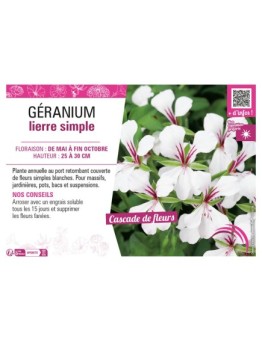 GÉRANIUM LIERRE SIMPLE (blanc)