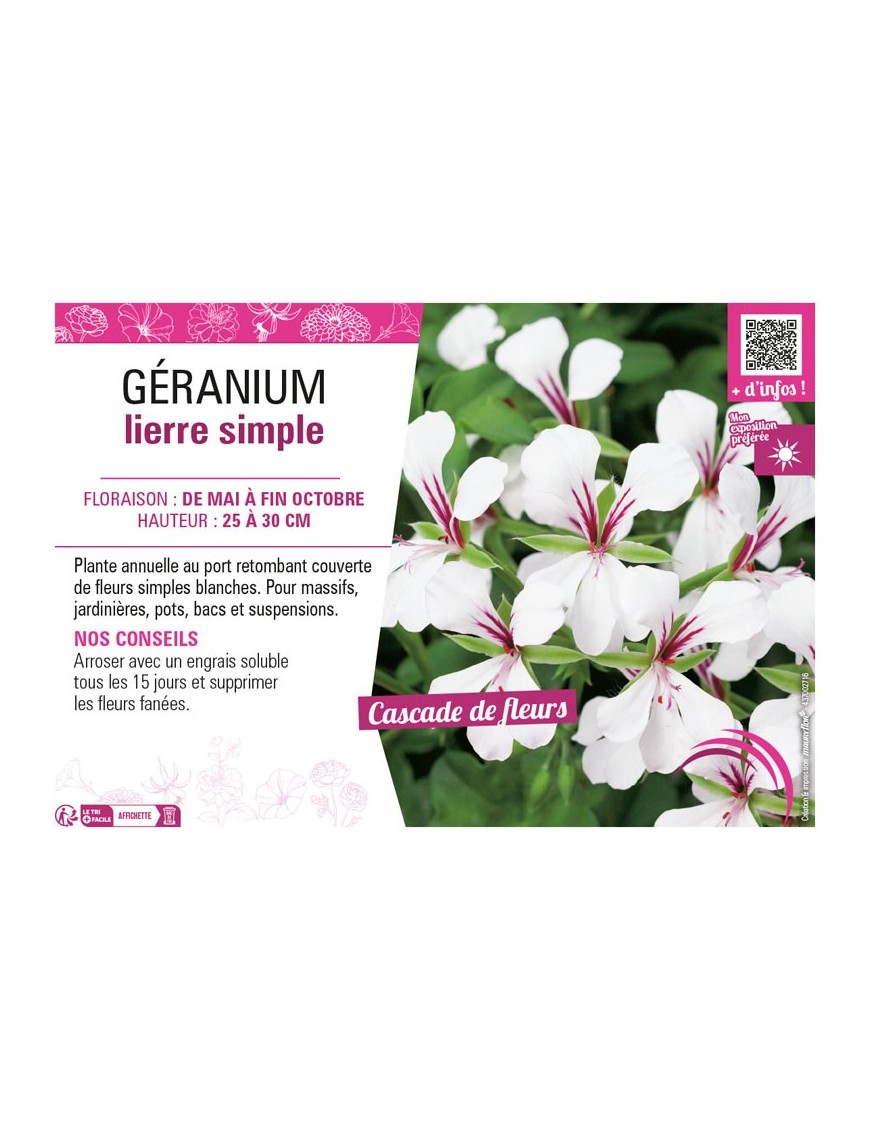 GÉRANIUM LIERRE SIMPLE (blanc)