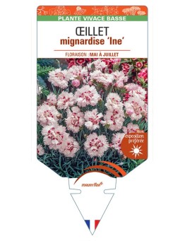 DIANTHUS plumarius Ine voir Œillet mignardise