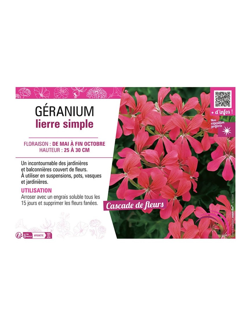 GÉRANIUM LIERRE SIMPLE (framboise)