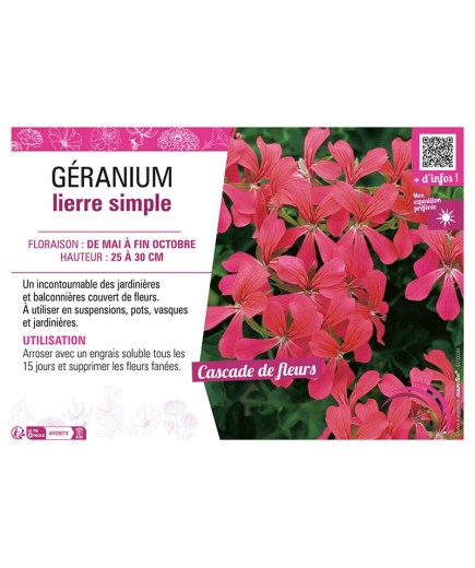 GÉRANIUM LIERRE SIMPLE (framboise)