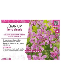 GÉRANIUM LIERRE SIMPLE (lilas)
