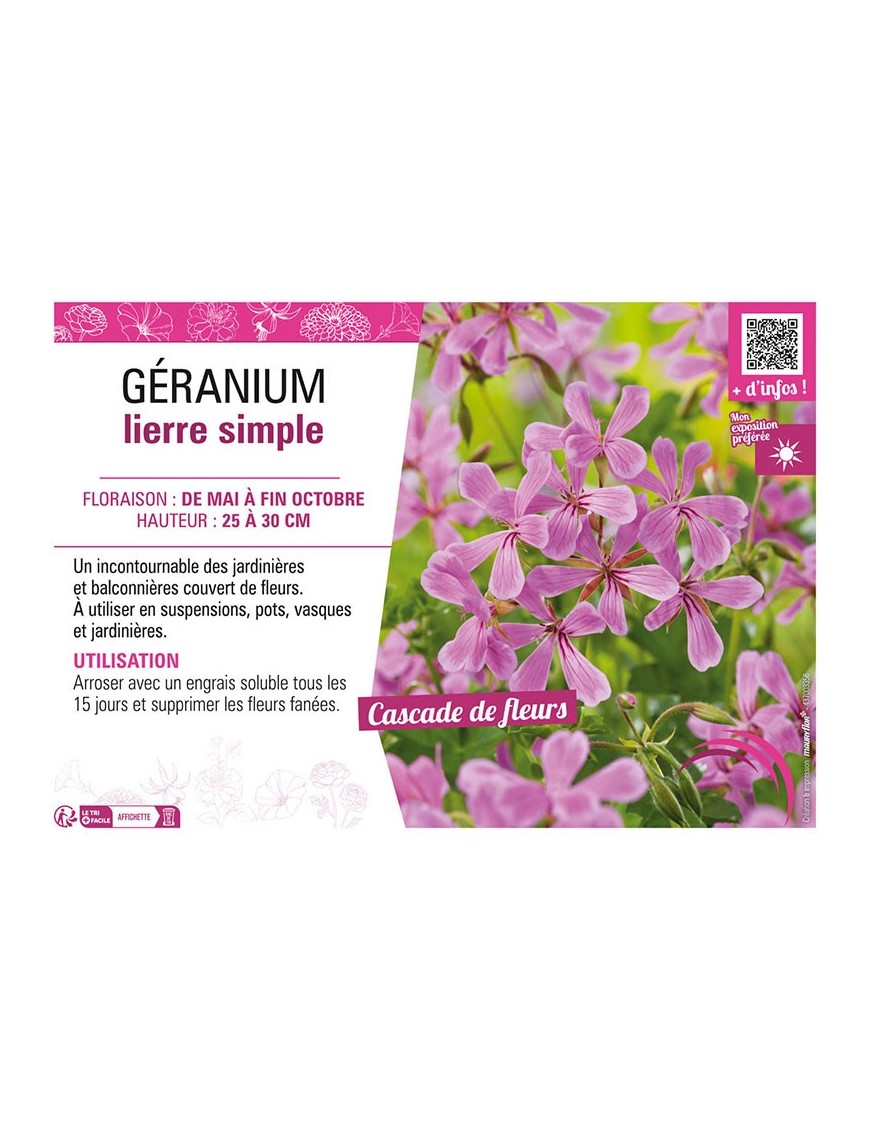 GÉRANIUM LIERRE SIMPLE (lilas)