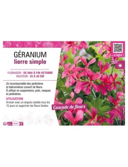 GÉRANIUM LIERRE SIMPLE (rose foncé)