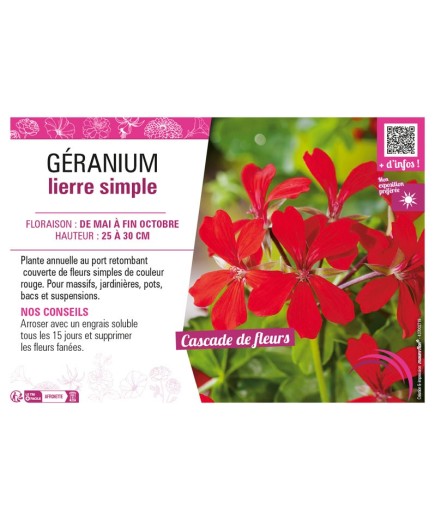 GÉRANIUM LIERRE SIMPLE (rouge)