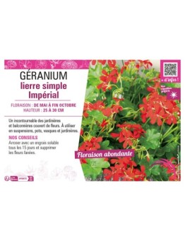 GÉRANIUM LIERRE SIMPLE IMPÉRIAL