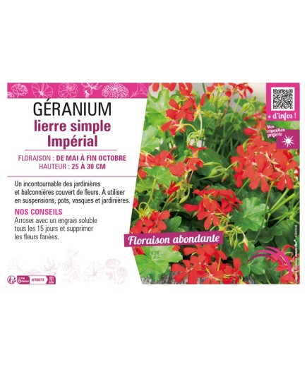 GÉRANIUM LIERRE SIMPLE IMPÉRIAL