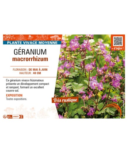 GÉRANIUM MACRORRHIZUM