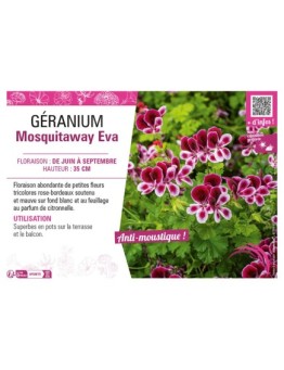 GÉRANIUM MOSQUITAWAY EVA