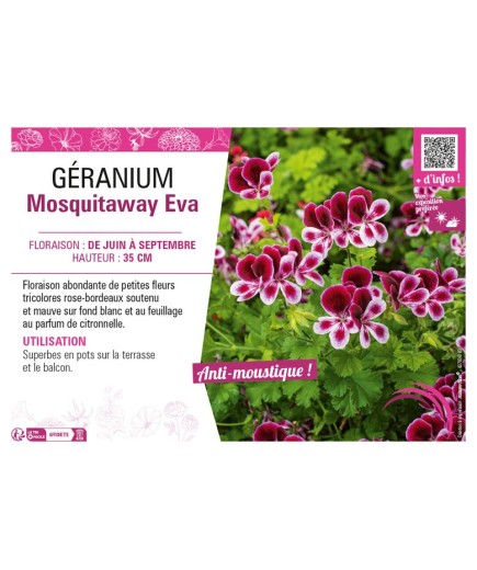 GÉRANIUM MOSQUITAWAY EVA