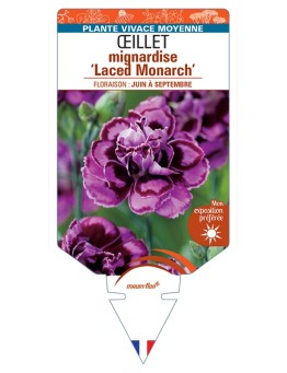 DIANTHUS plumarius Laced Monarch voir Œillet mignardise