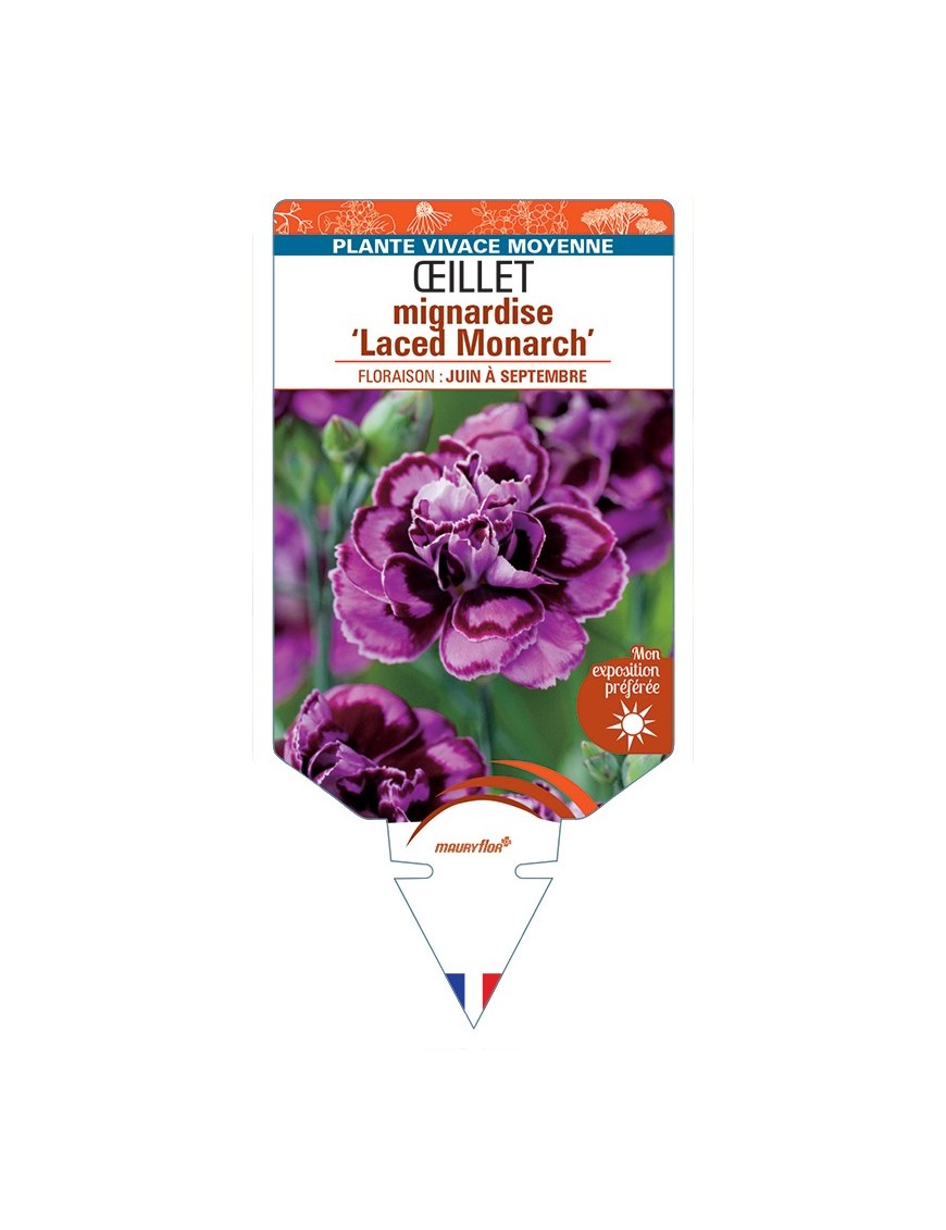 DIANTHUS plumarius Laced Monarch voir Œillet mignardise