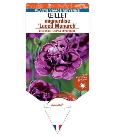 DIANTHUS plumarius Laced Monarch voir Œillet mignardise