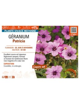 GÉRANIUM PATRICIA