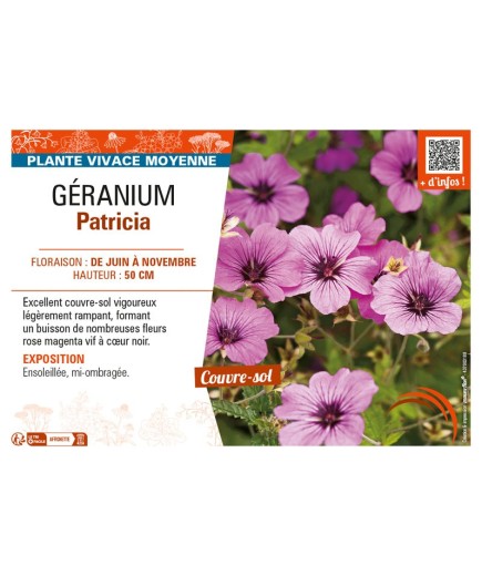 GÉRANIUM PATRICIA