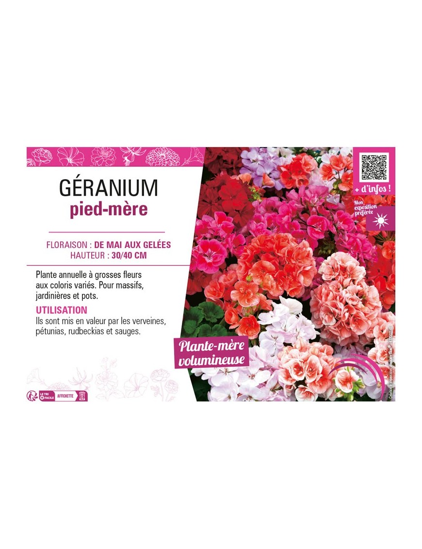 GÉRANIUM PIED-MÈRE