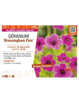 GÉRANIUM (psilostemon) Bressingham Flair