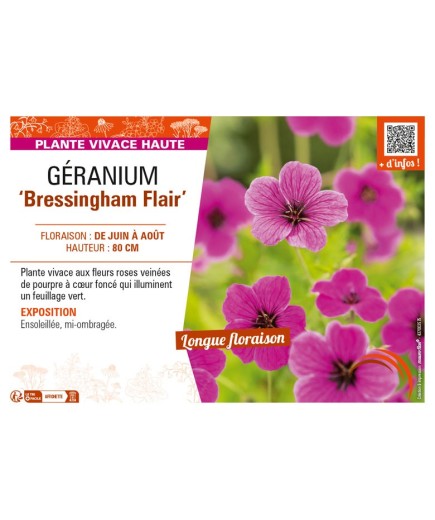 GÉRANIUM (psilostemon) Bressingham Flair