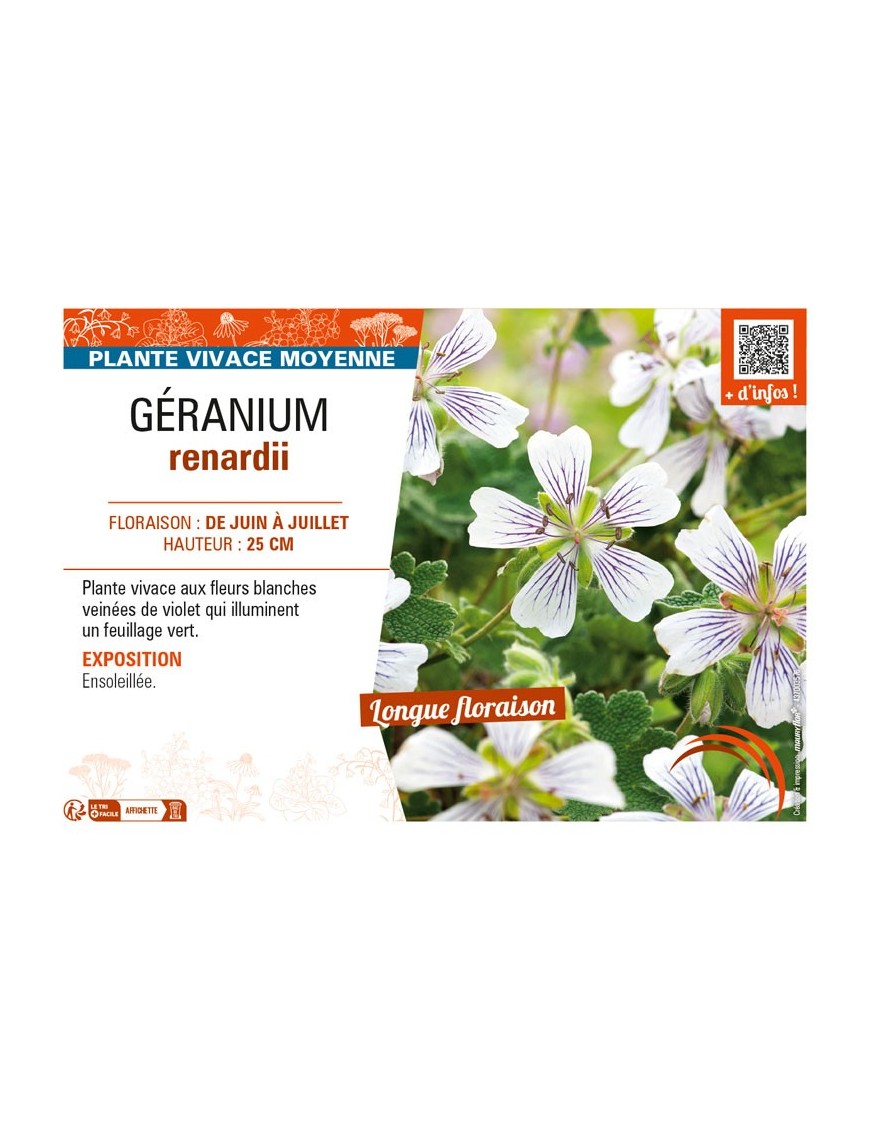 GÉRANIUM renardii
