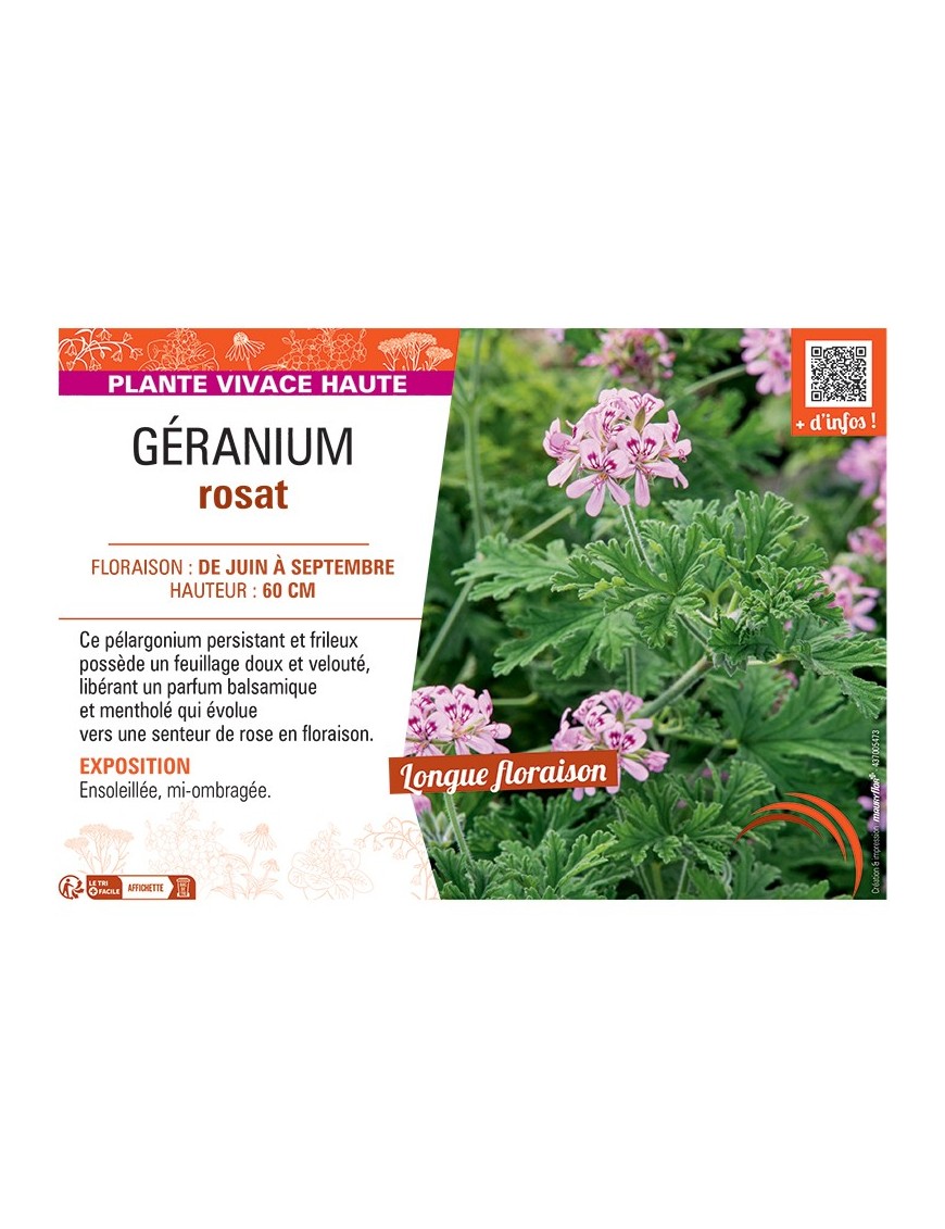 GÉRANIUM rosat