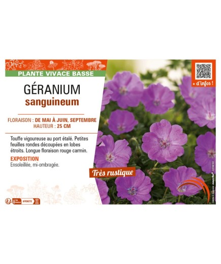 GÉRANIUM SANGUINEUM