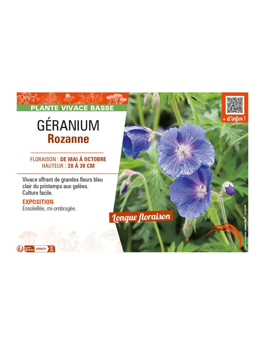 GÉRANIUM (VIVACE) ROZANNE