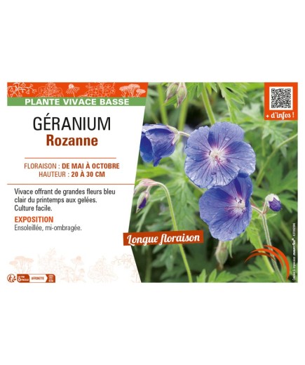 GÉRANIUM (VIVACE) ROZANNE