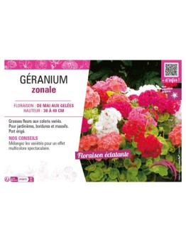GÉRANIUM ZONALE (varié)