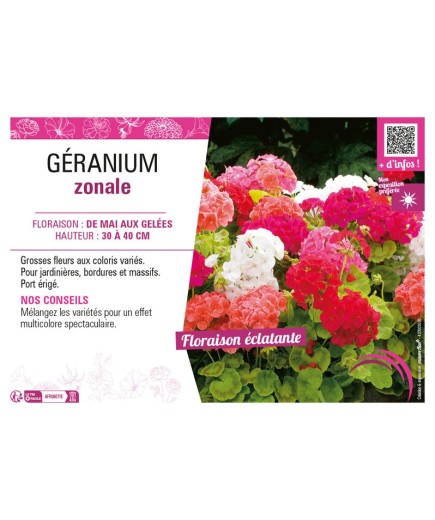 GÉRANIUM ZONALE (varié)