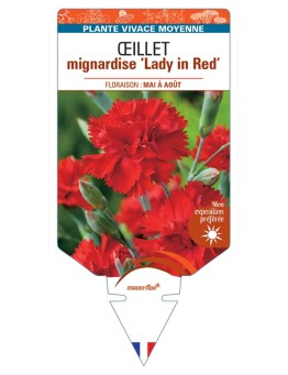 DIANTHUS plumarius Lady in Red voir Œillet mignardise