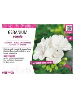 GÉRANIUM ZONALE (blanc)