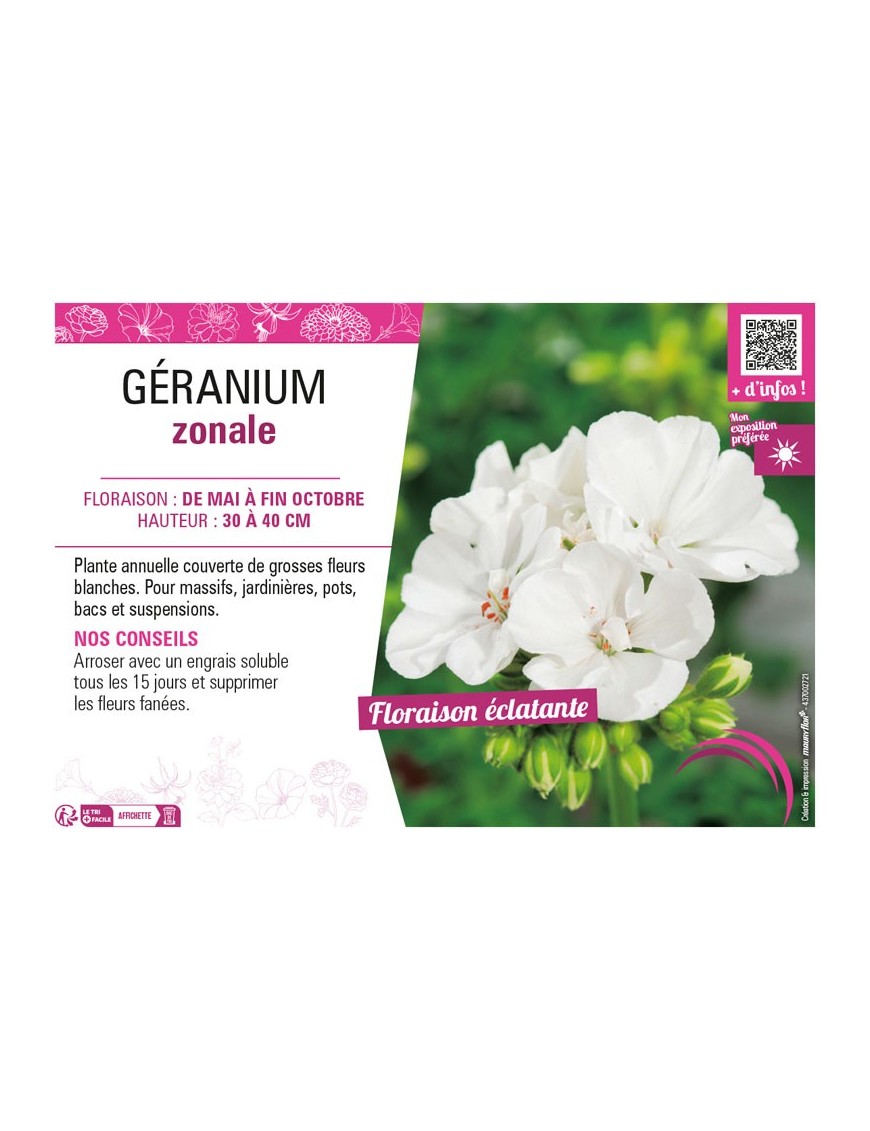 GÉRANIUM ZONALE (blanc)