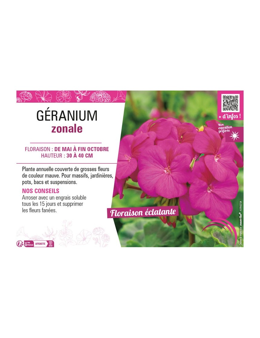 GÉRANIUM ZONALE (mauve)
