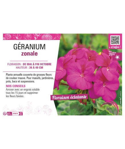 GÉRANIUM ZONALE (mauve)