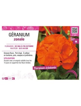 GÉRANIUM ZONALE (orange)