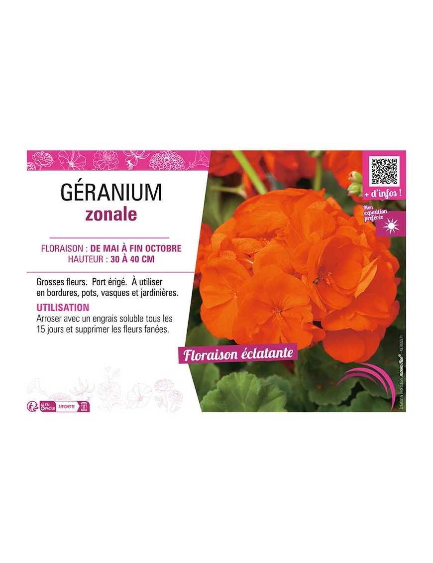 GÉRANIUM ZONALE (orange)