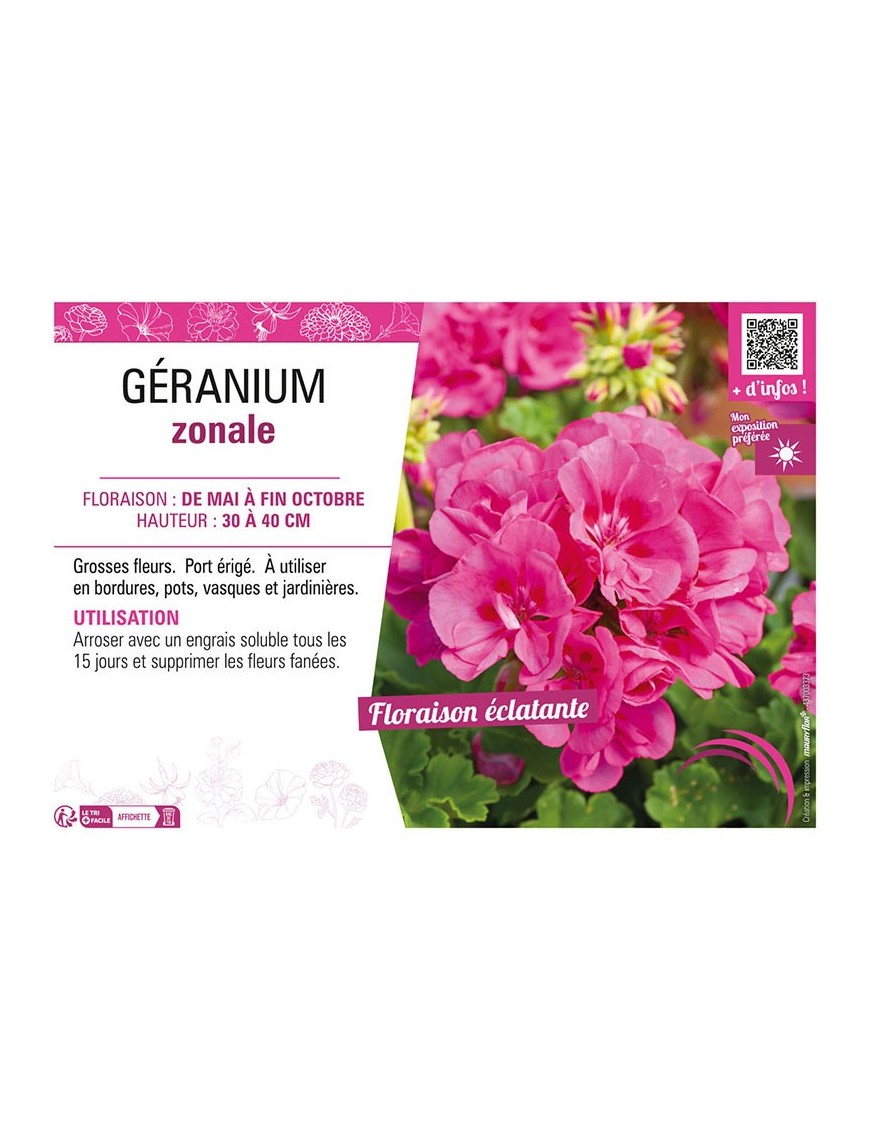 GÉRANIUM ZONALE (rose foncé)