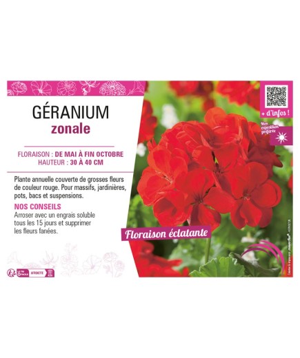 GÉRANIUM ZONALE (rouge)