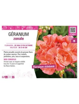 GÉRANIUM ZONALE (saumon)