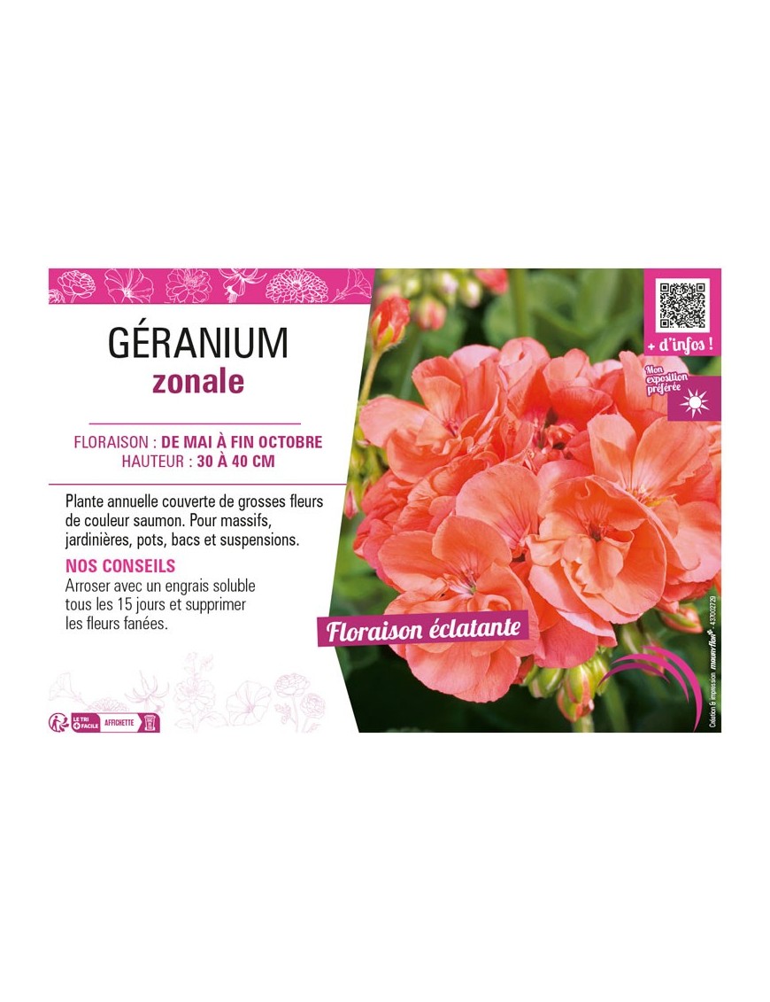 GÉRANIUM ZONALE (saumon)