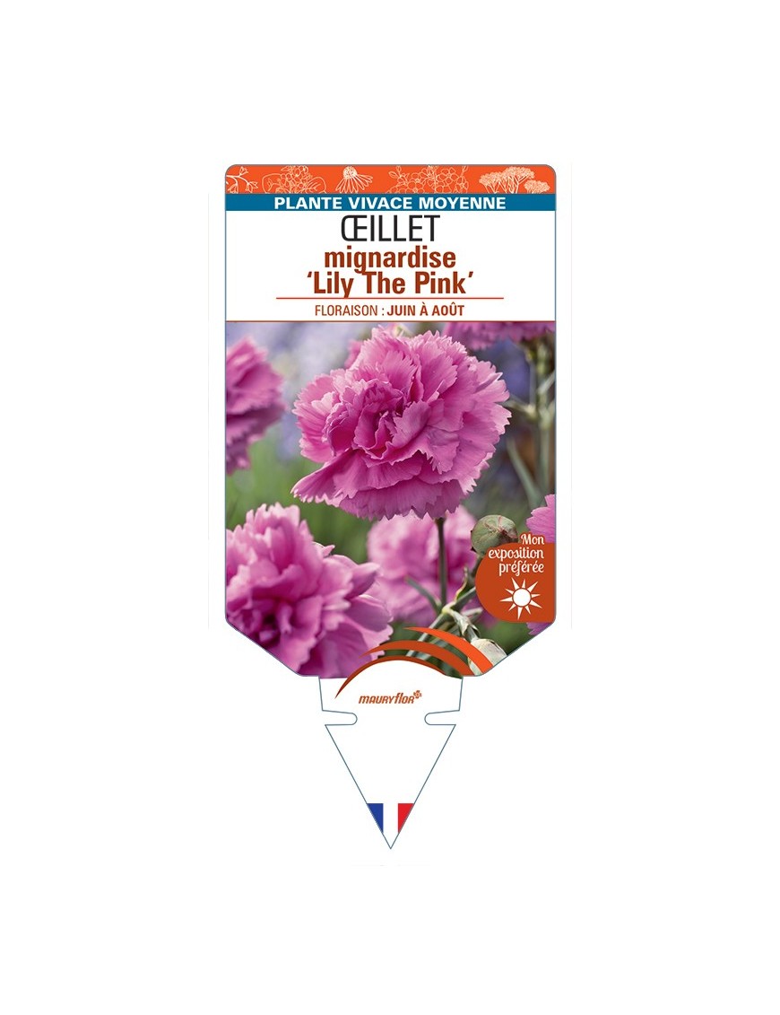 DIANTHUS plumarius Lily The Pink voir Œillet mignardise