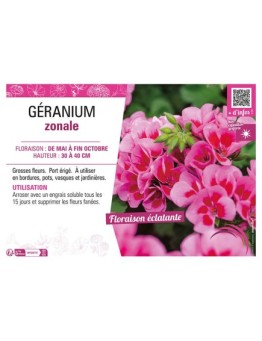GÉRANIUM ZONALE (violet clair)
