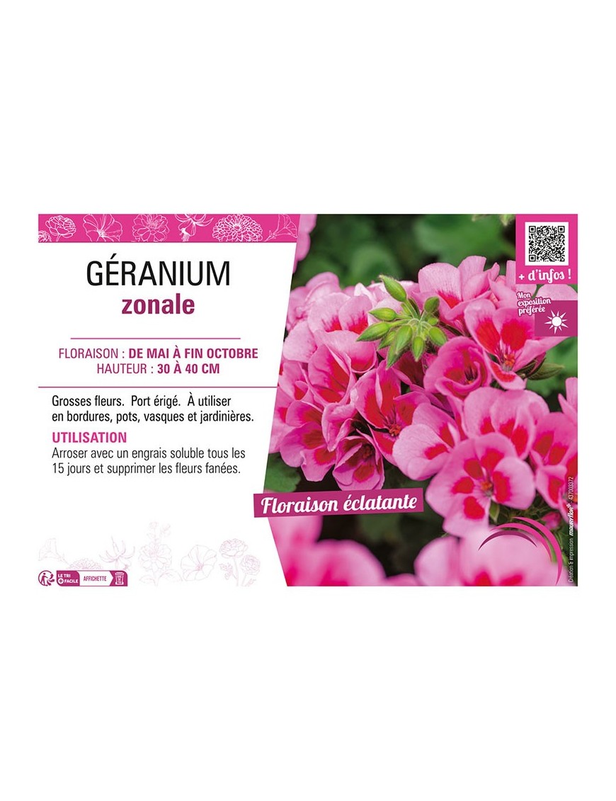 GÉRANIUM ZONALE (violet clair)